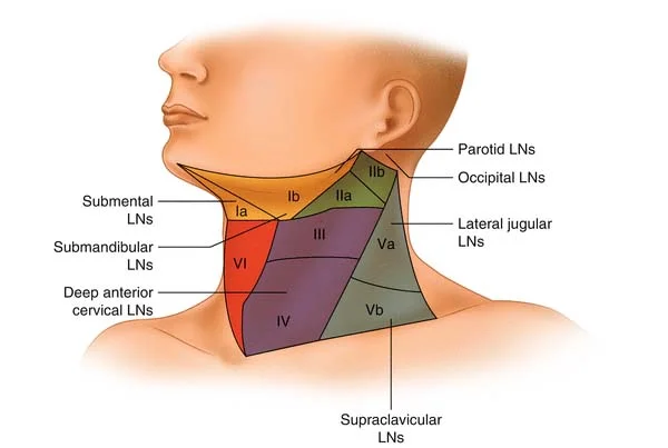 Neck Dissection